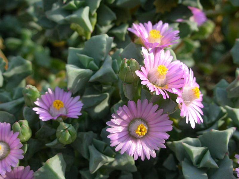 Oscularia deltoides (pianta coltivata)